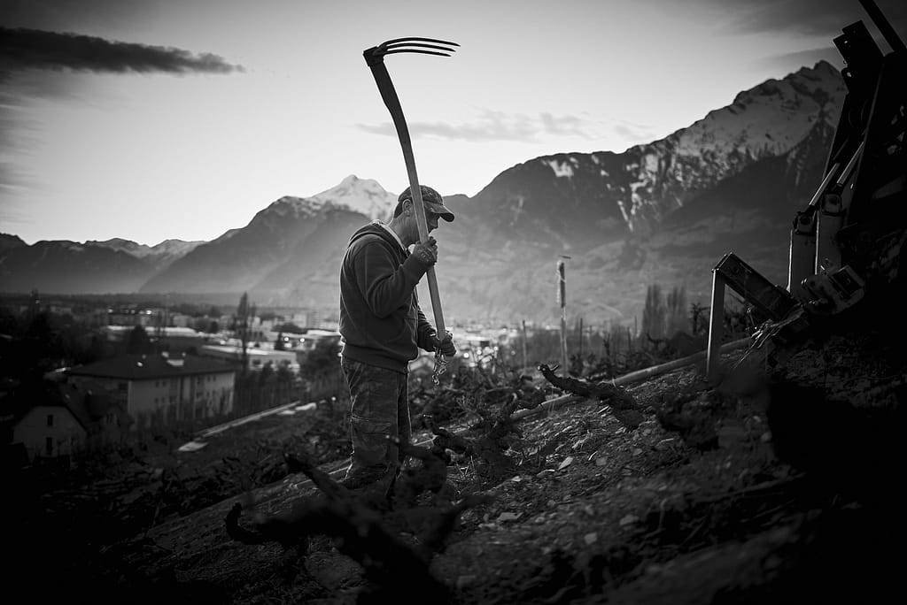 travail vigne